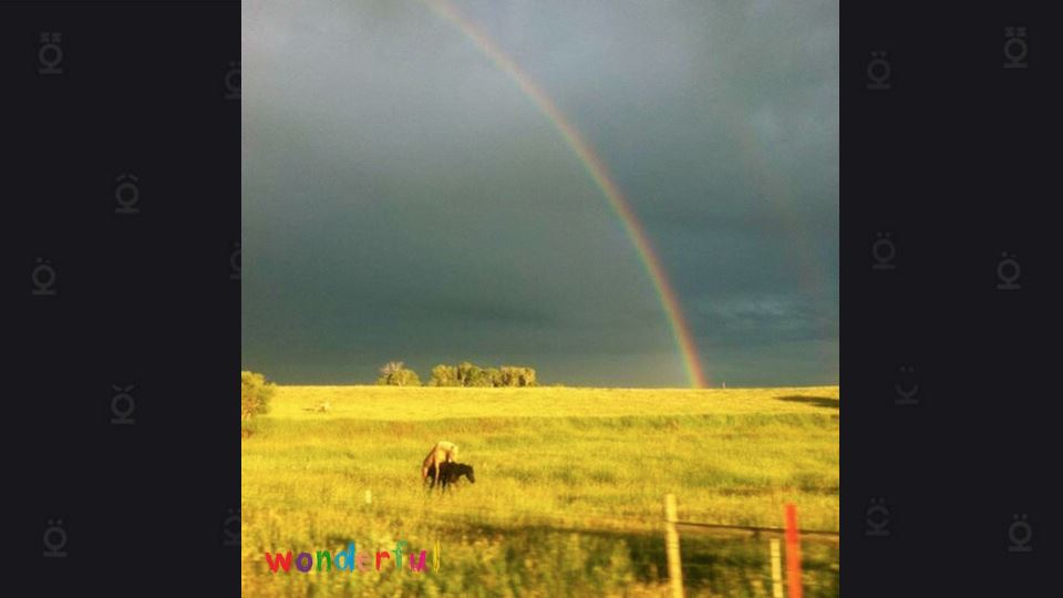 vander-fil-wonderful